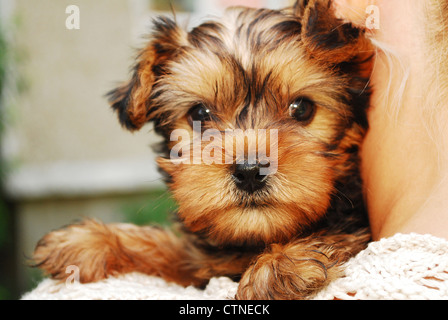 Portrait of a little Yorkshire Terrier looking very sweet Stock Photo