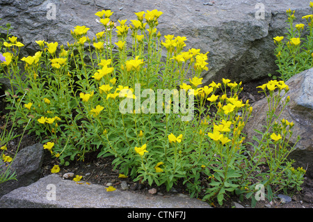 Golden flax blooming linum aureum Stock Photo