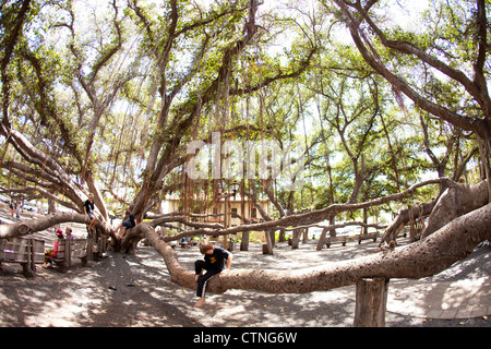 child sitting at the base of the famous Banyan Tree located in courthouse square in the center of Lahaina, Maui. Stock Photo