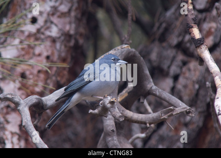 Blue Chaffinch (Fringilla teydea) at Las Lajas, Tenerife Stock Photo