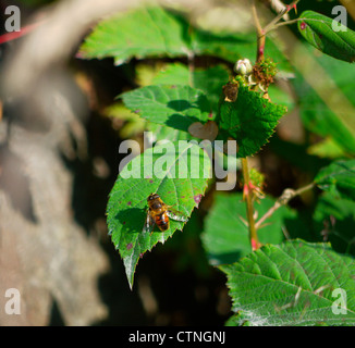 Bee sunning on blackberry bush leaf Stock Photo