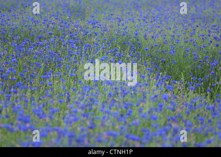 Blooming blue cornflowers Centaurea cyanus Stock Photo