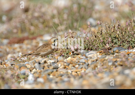 A late-staying shore lark (Eremophila alpestris) on the north Norfolk coast. May. Also known as horned lark. Stock Photo