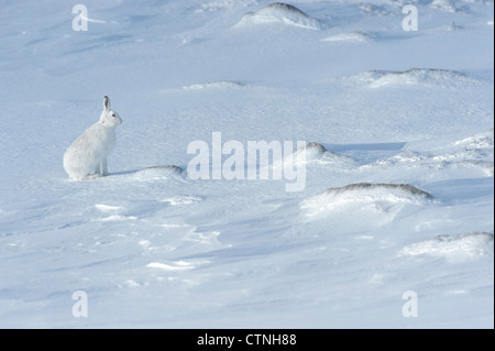 Mountain hare (Lepus timidus) in winter coat. Cairngorms National Park, Scotland. February. Also known as blue hare. Stock Photo