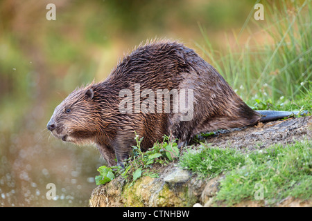 Beaver; Castor fiber; captive; UK Stock Photo