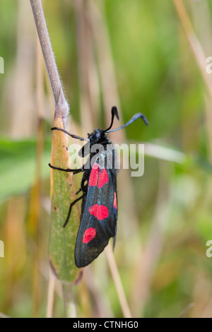 Five Spot Burnet Moth; Zygaena trifolii; in habitat; UK Stock Photo