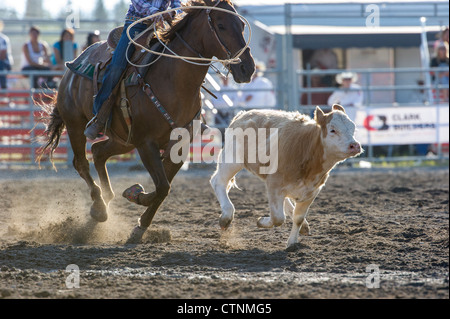 Breakaway calf roping event at the Tsuut'ina Annual Rodeo & Pow Wow Stock Photo