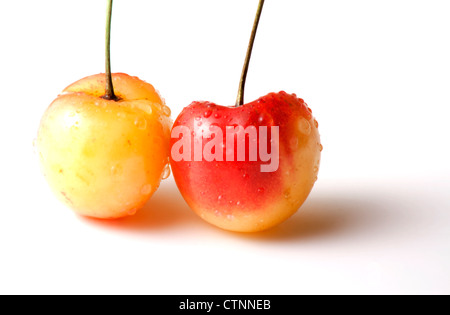 Two yellow and red Rainier cherries isolated on white background with copy space. Stock Photo