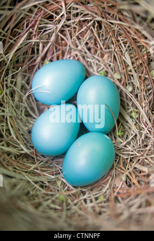 American Robin bird songbird Nest with Four Eggs - Close-up vertical Stock Photo