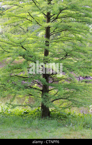 Fresh green young swamp cypress tree in the spring Taxodium distychum Stock Photo