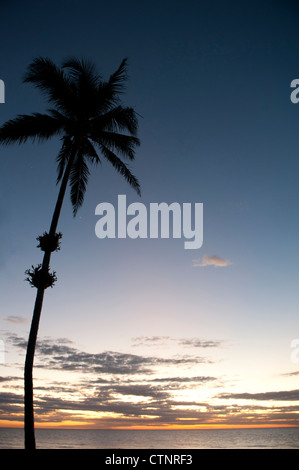 Sunrise at Wongaling beach, a section of Mission Beach, with palm, Cassowary Coast, North Queensland, Australia Stock Photo