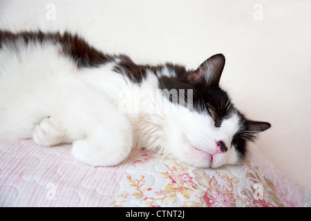 Black and white cat lying on sofa Stock Photo