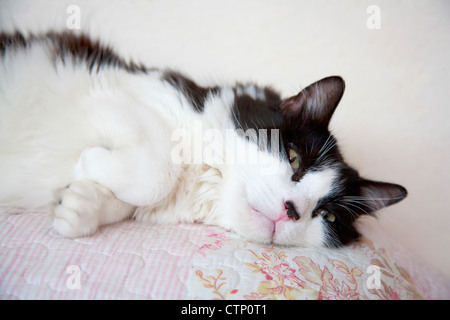 Black and white cat lying on sofa Stock Photo