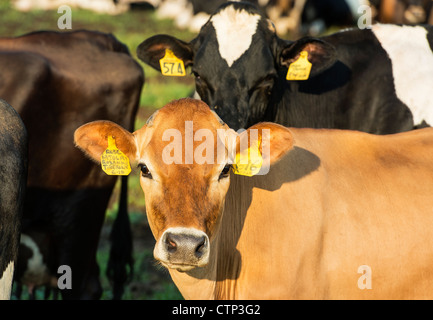 Cow herd in fileld. Stock Photo