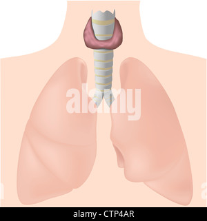 Thyroid gland Stock Photo