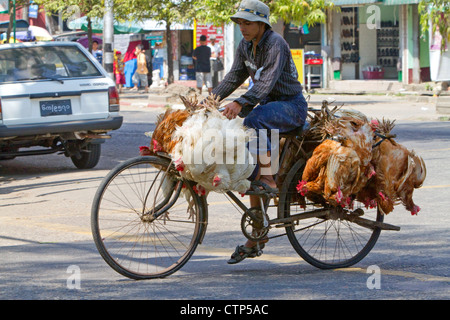 Burmese man riding a bicycle with live chickens in (Rangoon) Yangon, (Burma) Myanmar. Stock Photo