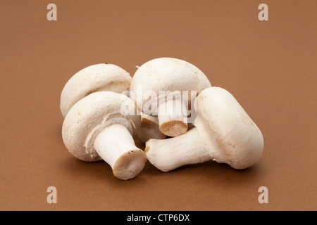 Fresh mushrooms with a shadow on a plain background - studio shot Stock Photo