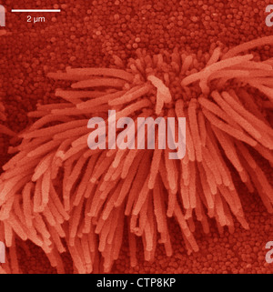 Scanning electron micrograph of lung trachea Stock Photo: 50970227 - Alamy