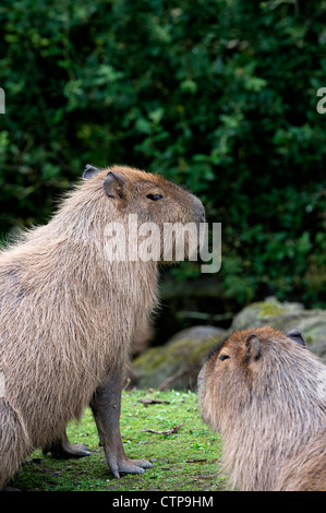 Capybara (Hydrochoerus hydrochaeris) at Blackpool Zoo Stock Photo