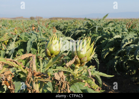 a view on the field of globe  artichokes in Sardinia district Stock Photo