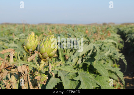 field of globe artichokes(Cynara Scolymus) in Sardinian district, Italy Stock Photo