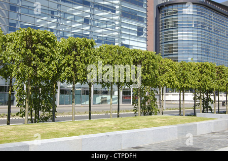 Shaped trees and street in front of modern office buildings Stock Photo