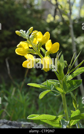 Golden banner (Thermopsis montana) Stock Photo