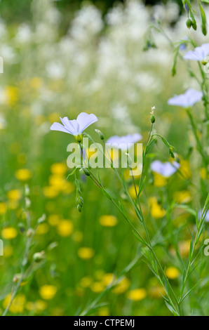 Perennial flax (Linum perenne) Stock Photo