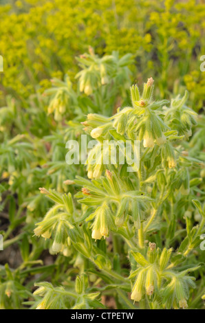 Golden drop (Onosma arenaria) Stock Photo