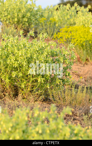 Golden drop (Onosma arenaria) Stock Photo