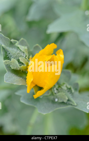 Yellow horned poppy (Glaucium flavum) Stock Photo