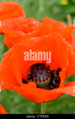 Oriental poppy (Papaver orientale) Stock Photo