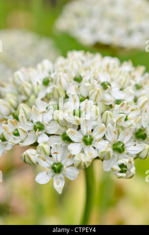 Black garlic (Allium nigrum syn. Allium multibulbosum) Stock Photo