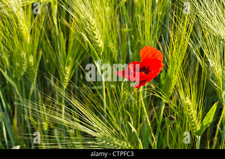 Corn poppy (Papaver rhoeas) and barley (Hordeum vulgare) Stock Photo