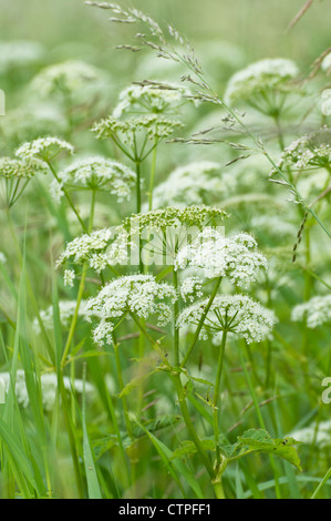 Ground elder (Aegopodium podagraria) Stock Photo