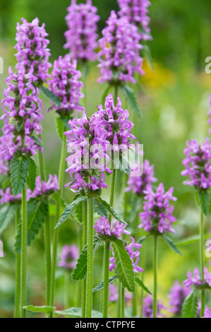 Wood betony (Betonica officinalis syn. Stachys officinalis) Stock Photo