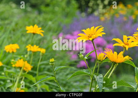 False sunflower (Heliopsis helianthoides) Stock Photo