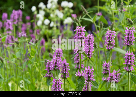 Wood betony (Betonica officinalis syn. Stachys officinalis) Stock Photo