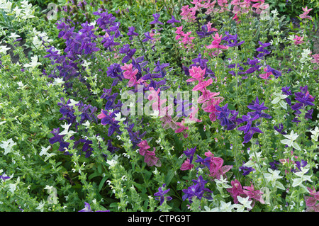 Annual sage (Salvia viridis syn. Salvia horminum) Stock Photo