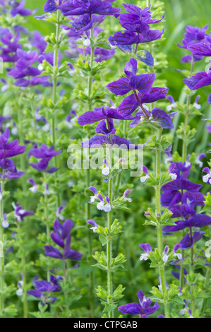 Annual sage (Salvia viridis syn. Salvia horminum) Stock Photo