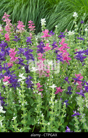 Annual sage (Salvia viridis syn. Salvia horminum) Stock Photo