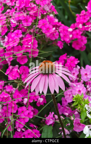 Purple cone flower (Echinacea purpurea) and garden phlox (Phlox paniculata) Stock Photo