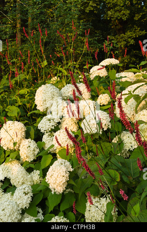 Tree hydrangea (Hydrangea arborescens 'Annabelle') and mountain fleece (Bistorta amplexicaulis 'Atropurpureum' syn. Polygonum amplexicaule Stock Photo