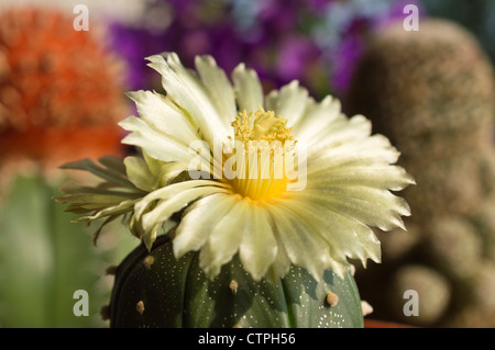 Silver dollar cactus (Astrophytum asterias) Stock Photo