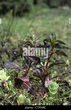 HAMPSHIRE-PURSLANE Ludwigia palustris (Onagraceae) Stock Photo