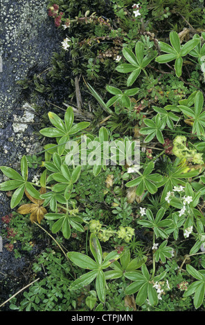 ALPINE LADY’S-MANTLE Alchemilla alpina (Rosaceae) Stock Photo