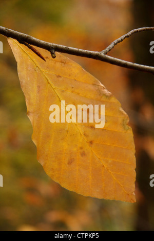Single autumn beech leaf clings to twig in autumnal deciduous woodlands, Derbyshire, UK Stock Photo