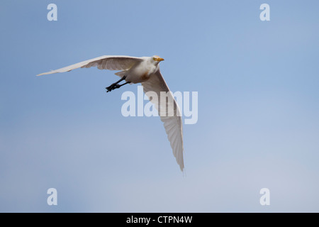 Cattle Egret (Bubulcus ibis coromandus), Asian subspecies, in flight over Koror in the Republic of Palau. Stock Photo