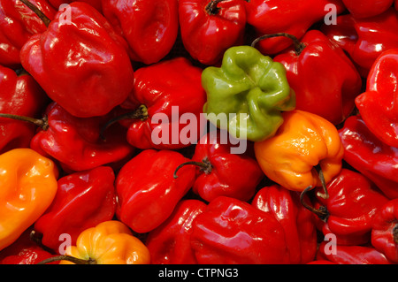 Red, yellow and green Scotch Bonnet chilli peppers/capsiums - detail Stock Photo