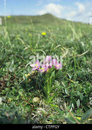 SEASIDE CENTAURY Centaurium littorale (Gentianaceae) Stock Photo
